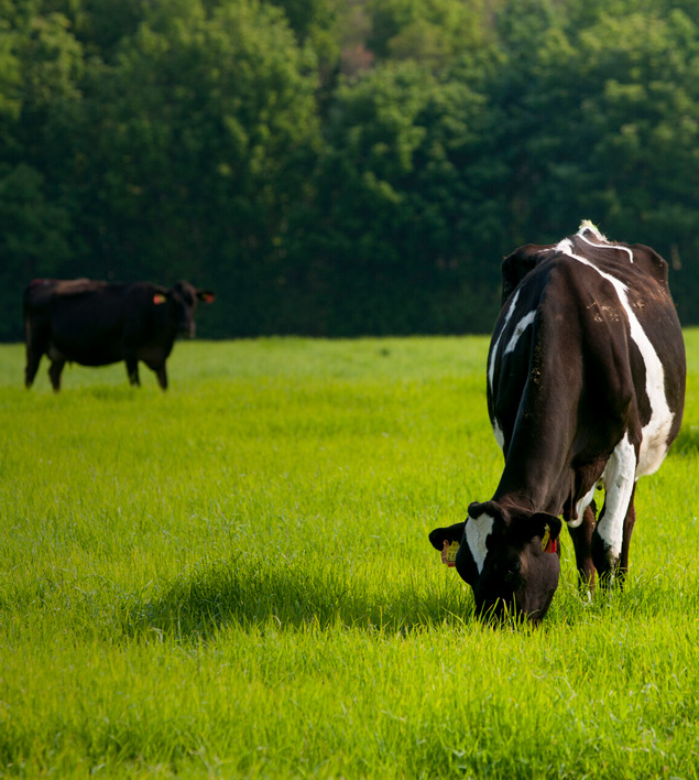 grazing-cow