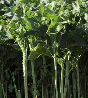 Brassica Growers Guide