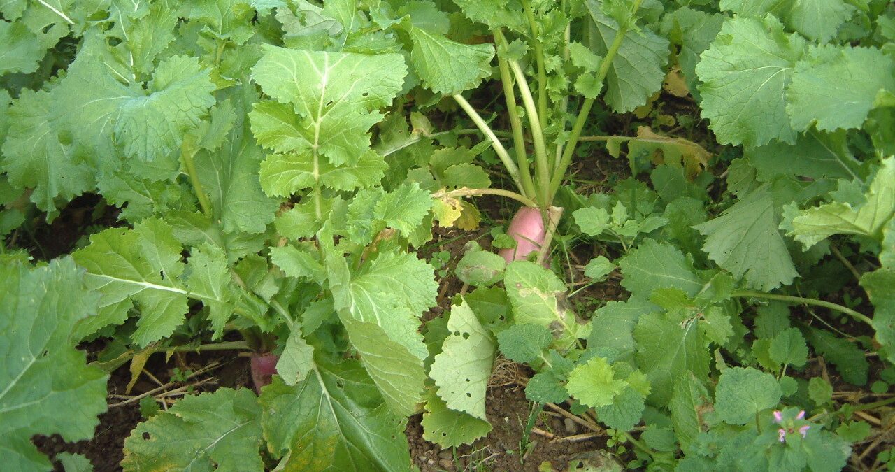 stubble turnips with leaves