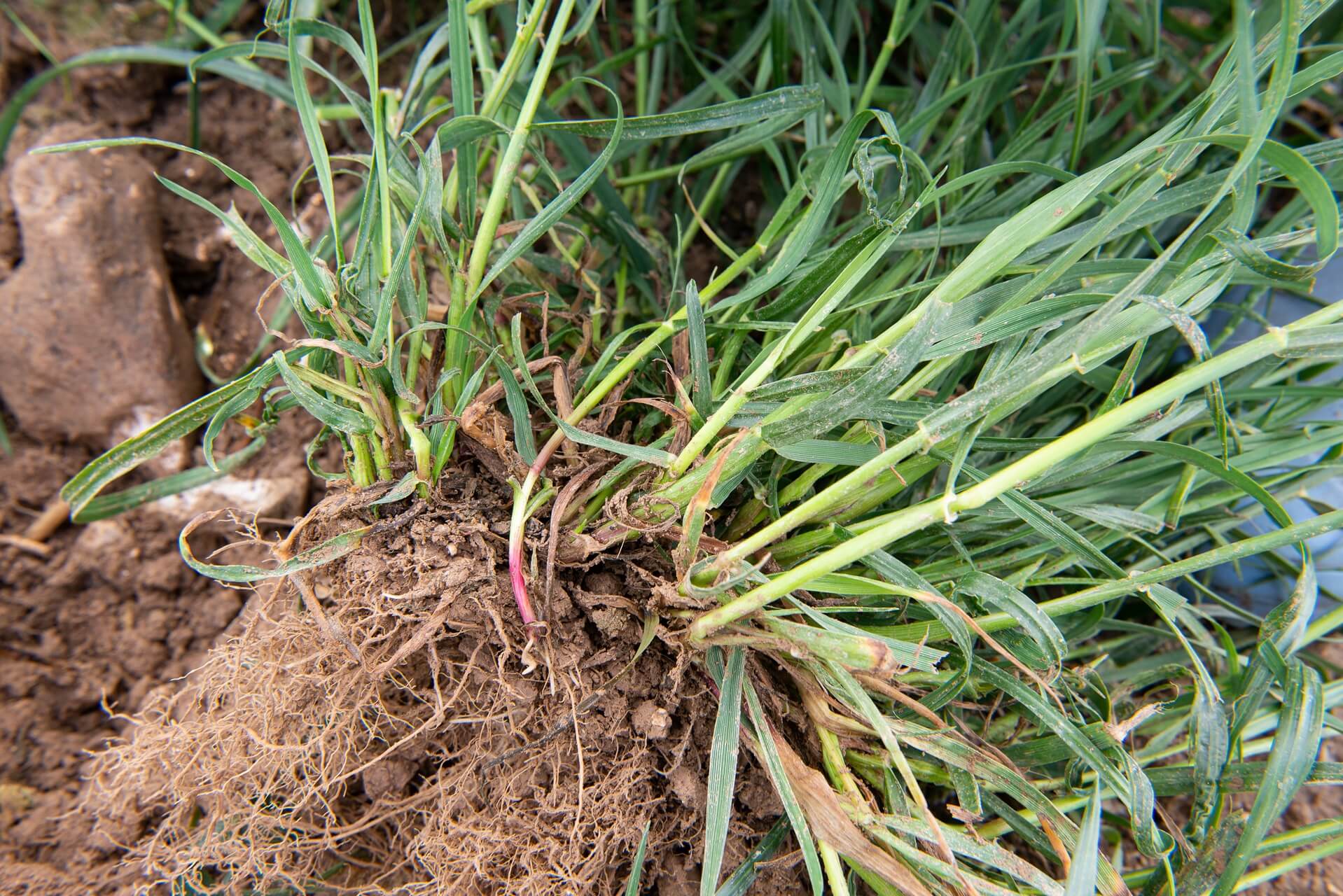 AberRoot perennial ryegrass festulolium - root structure in soil